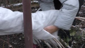 Ежевика ? Укрываем на зиму