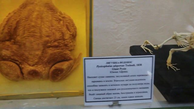 Зоологический музей. 1 часть. Санкт-Петербург смотреть онлайн