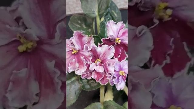 Фіалка . Сорт АВ - Серце матері спорт смотреть онлайн