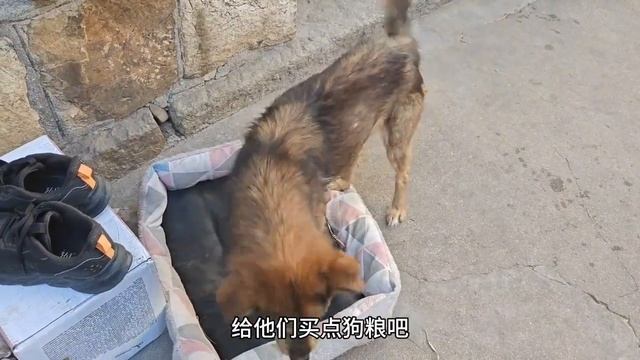 打狗浪潮席卷全国，流浪狗生存环境急剧恶化，其实有错的是人不是狗【理发师小乐和流浪狗】 смотреть онлайн