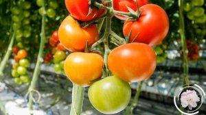 Борная кислота для растений