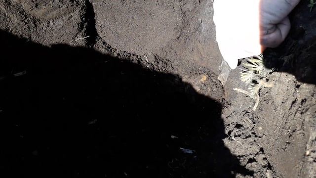 #КЛАД! ЗОЛОТОЙ МЕЧ! ЛИСТ! GOLDEN SWORD! SHEET! В ПОИСКАХ КЛАДА И ЗОЛОТА ОТ ВИКЛИНГА!