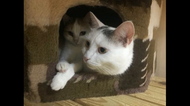 В тесноте да не в обиде (фотоподборка) смотреть онлайн