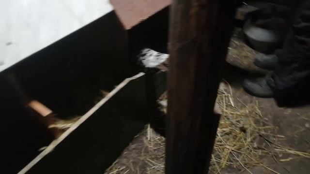 ЖИЗНЬ В ДЕРЕВНЕ ПРОСТЫХ ЛЮДЕЙ //Лежим, спим и ничего не делаем// смотреть онлайн
