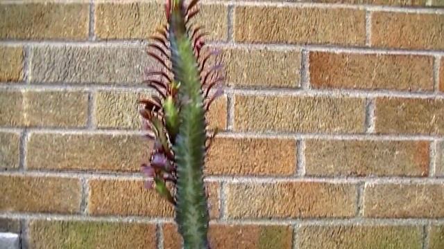 Комнатные растения, которые опасны для здоровья детей и животных смотреть онлайн