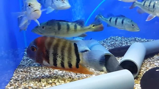 Heros Red Shoulder (Северум красноплечий) смотреть онлайн