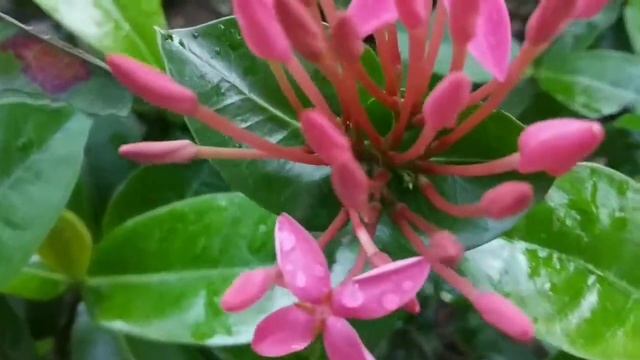 Ixora coccinea Flowers... смотреть онлайн