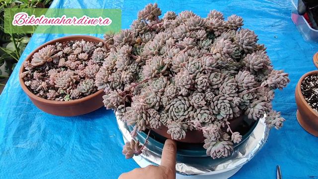 Echeveria Prolifica: Care And Propagation | Bikolanahardinera #echeveriaprolifica #succulent