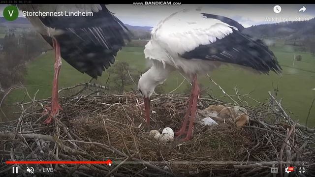 Внимание! Аисты откладывают яйца. НЕ ПРОЗЕВАЙТЕ !!! смотреть онлайн