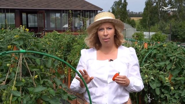 Как выбрать цветы в подарок? Дачные сезоны смотреть онлайн