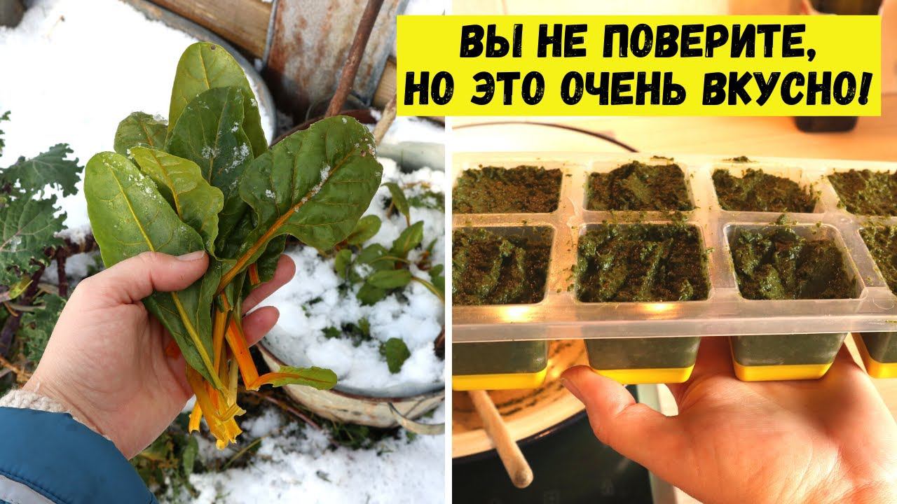 Проще и ВКУСНЕЕ блюдо из мангольда и капусты кейл не придумать! Зелёное пюре с заготовкой на зиму смотреть онлайн
