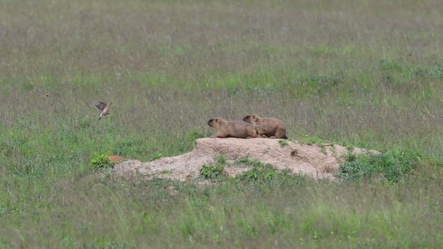 Семейная жизнь байбаков смотреть онлайн