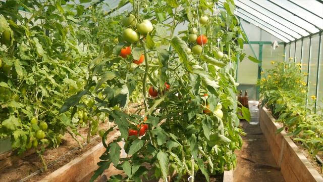 Верлиока плюс - действительно хороший томат или... смотреть онлайн