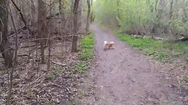 Тибетский спаниель на прогулке в лесу смотреть онлайн