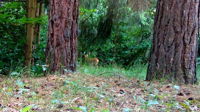 Forest Open Spots / Relaxing Nature and Wildlife Video / Browning Trail Camera Footage 2021 смотреть онлайн
