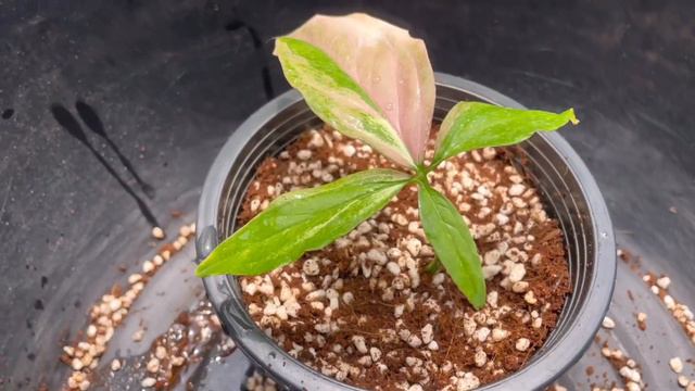 Ep.20 เงินไหลมาด่าง3สี(syngonium Red Spot Tricolor)ใบละ20,000บาทไม้วางข้อใบช้ำอบ17วันจะรอดไหม?