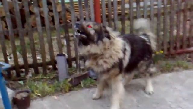 SARPLANINAC SJENICA (visina 86 cm, 93 kg) TEL VLASNIKA: +387638329721 смотреть онлайн