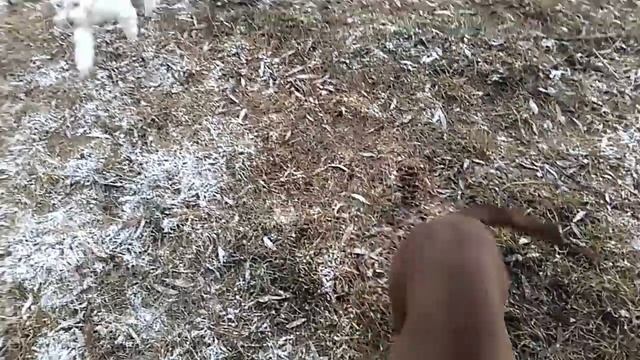 Питбуль и Мальтезе.Жестокие Игры!Главное успеть...