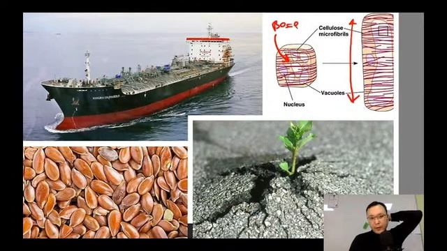 Транспорт веществ в растениях (часть 1)