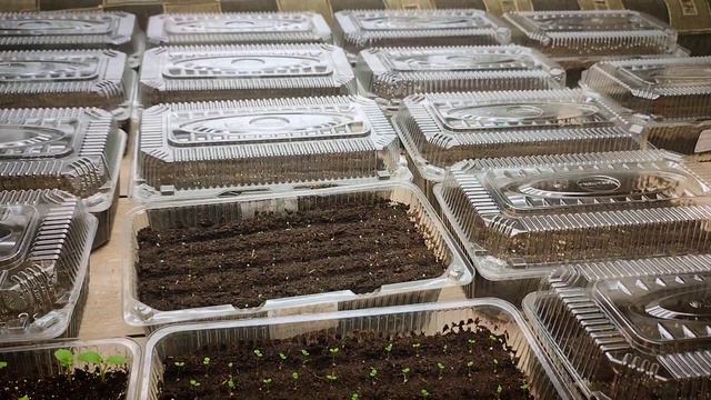 Обзор первых всходов в 2024 году! С Рождеством Христовым! смотреть онлайн