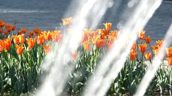 Носир Рахимов