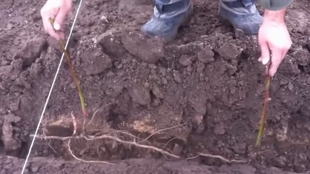 посадка малины, ежевики mp4 смотреть онлайн