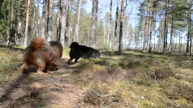 ТИБЕТСКИЙ МАСТИФ - САМАЯ БОЛЬШАЯ И ДОРОГАЯ СОБАКА В МИРЕ смотреть онлайн