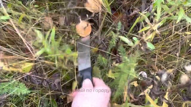 Впервые прогулка в лес за грибами. Сентябрь 23 2022 Видео жизнь Дежурного. смотреть онлайн
