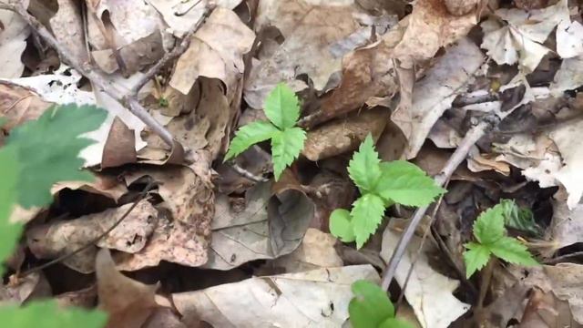 Spring Is Best time to plant Ginseng Seed смотреть онлайн