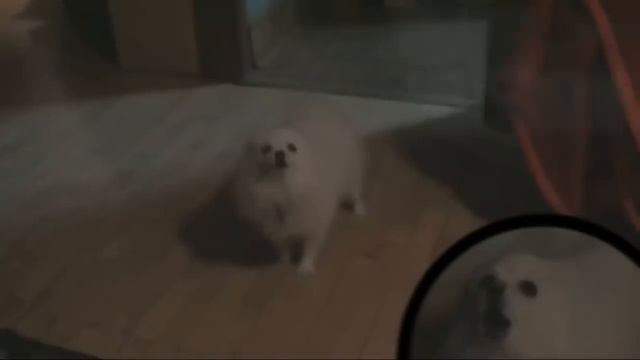 All Gabe The Dog Undertale Songs Compilation.