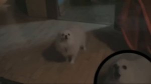 All Gabe The Dog Undertale Songs Compilation.