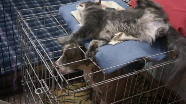 Дар и Зэта 2 смотреть онлайн