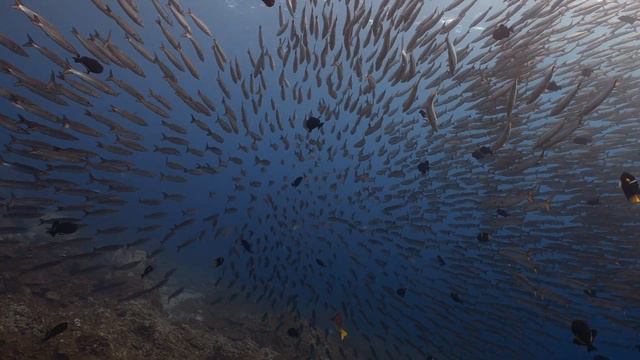 Malpelo Diving Expedition January 2024