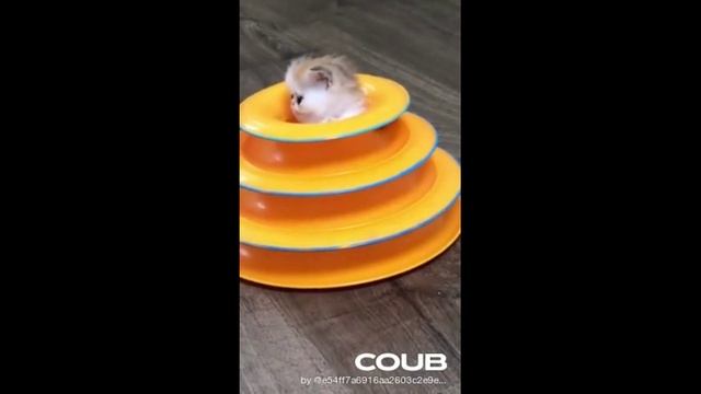 ПОДБОРКА ПРИКОЛОВ С ЖИВОТНЫМИ. КОРОТКИЕ ВИДЕОРОЛИКИ #Shorts (#20) смотреть онлайн