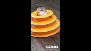 ПОДБОРКА ПРИКОЛОВ С ЖИВОТНЫМИ. КОРОТКИЕ ВИДЕОРОЛИКИ #Shorts (#20)