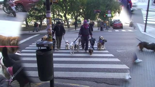 Dog Walkers of Buenos Aires, Tango смотреть онлайн