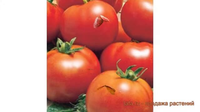 Томат обыкновенный Максимка (maksimka) ? томат Максимка обзор: как сажать семена томата Максимка