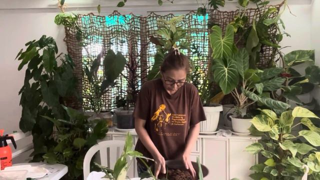 ANTHURIUM VITTARIFOLIUM REPOTING AND CARE GUIDE