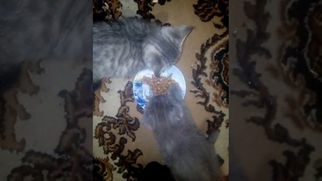 Очень жадный и голодный кот, получил по голове .