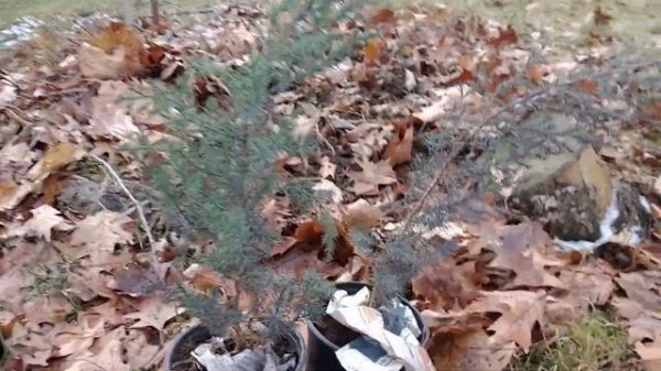 Planting two Eastern Red Cedar trees (juniperus virginiana)