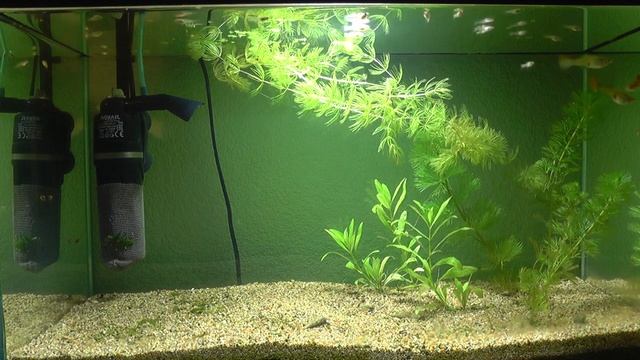 Мутная вода в аквариуме, салфетки из вискозы / muddy water in the aquarium, viscose wipes смотреть онлайн