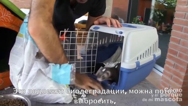 Фретки - как путешествовать с фреткой? смотреть онлайн