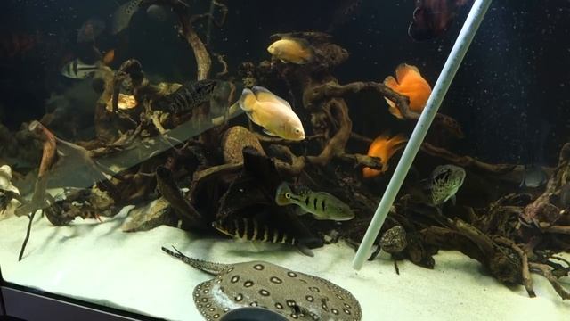 Подмена воды в аквариуме без хлопот и проблем смотреть онлайн