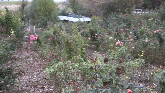 препараты для роста роз - ПРОЧТИ ПЕРЕД ПРИМЕНЕНИЕМ, питомник роз полины козловой, rozarium.biz смотреть онлайн