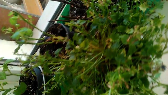 Сколько цветов в доме смотреть онлайн