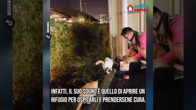 L'uomo Che, Ogni Giorno, Sfida La Legge Per Curare E Sfamare Oltre 100 Gatti Randagi