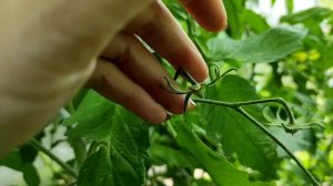 Обзор на 23 июля. Сорт томата Юсуповский.