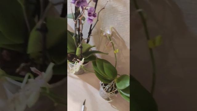 #Орхидеи с названиями! жара 40*...как перенесли дорогу! Орхидея Джулия, интрига, бабулетка- кто она смотреть онлайн