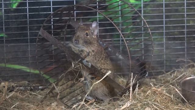 Чилийские белки "Дегу" смотреть онлайн