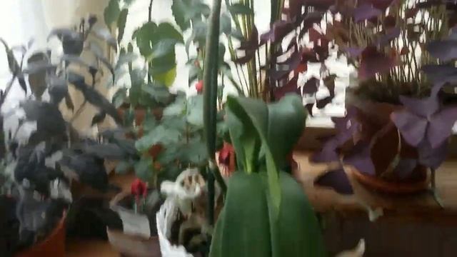 Орхидея отцвела: что делать с цветоносом? смотреть онлайн